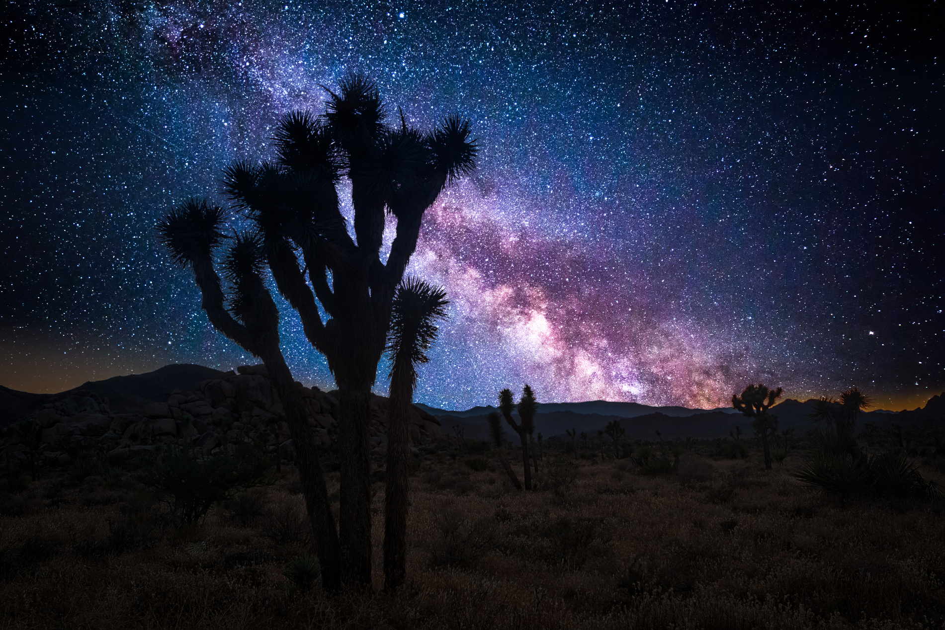 Joshua tree and the milky way