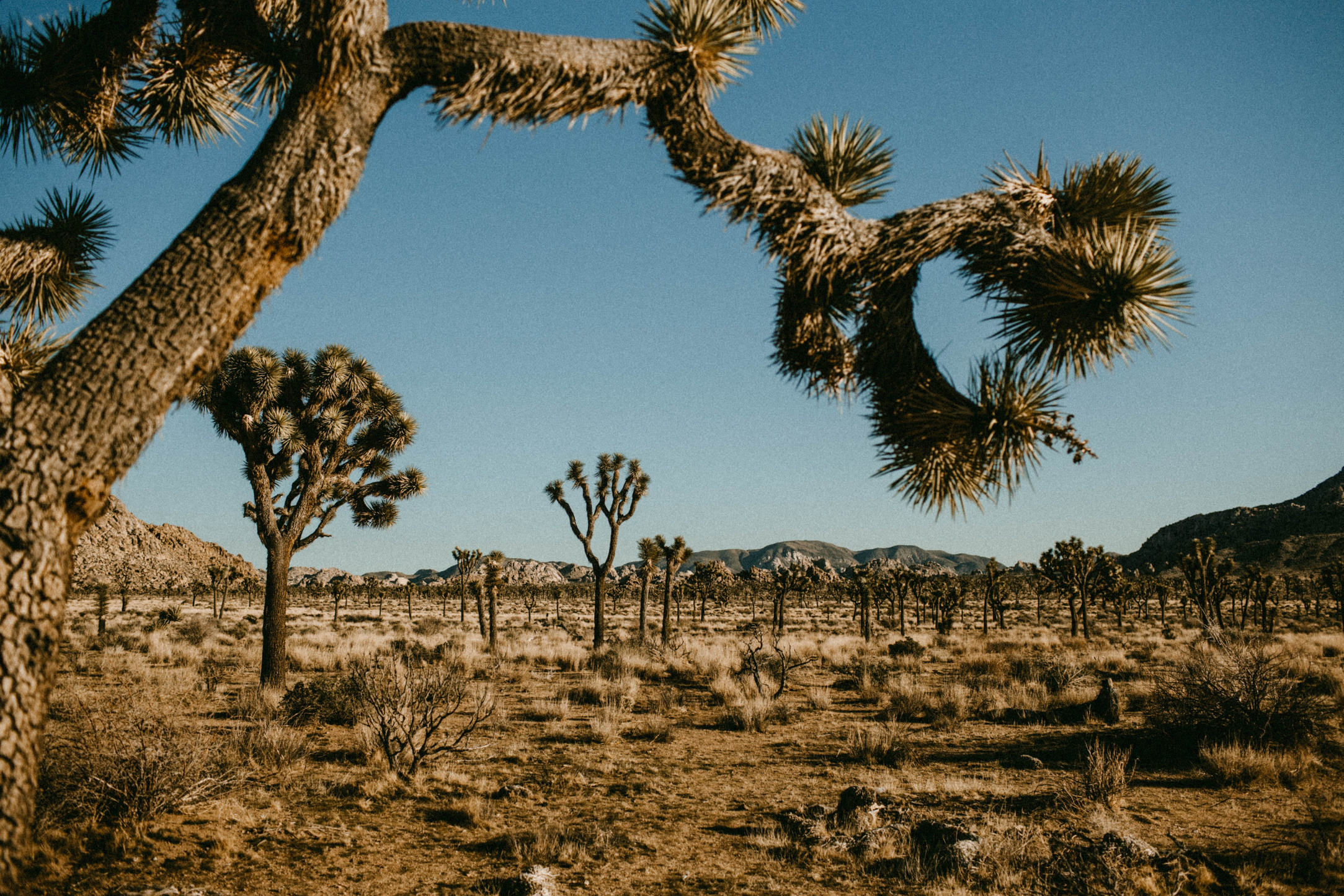 Joshua Tree National Park